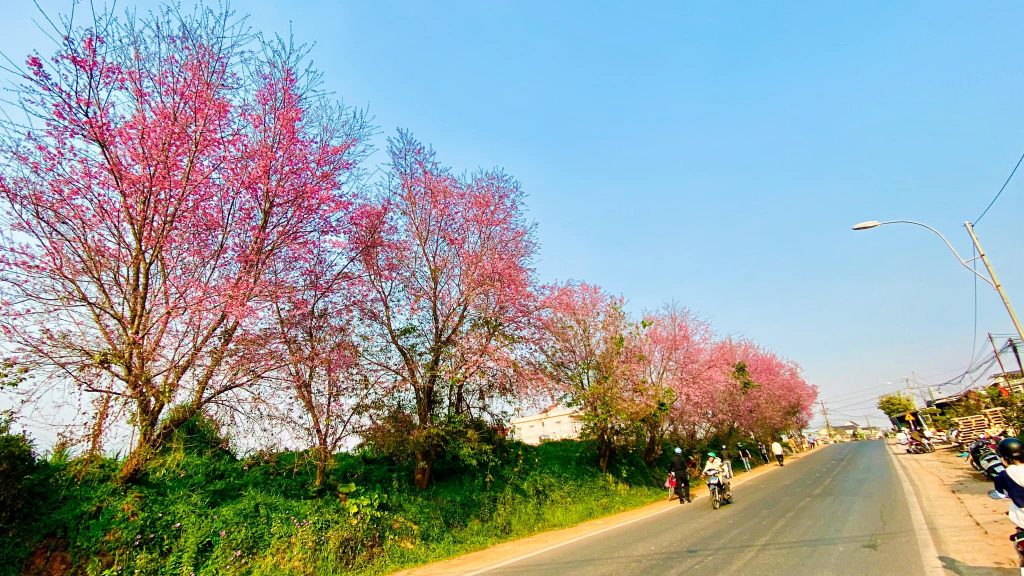 mai-anh-dao-doc-da-quy