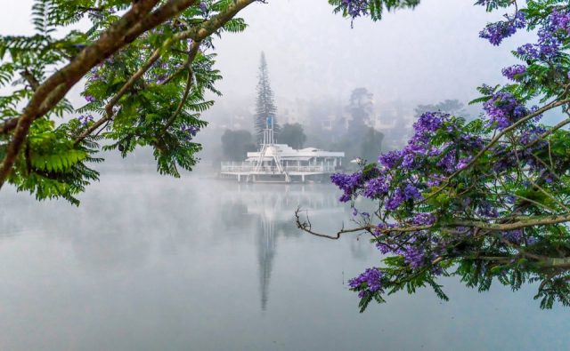 Sắc tím ẩn mình trong làn sương đầy quyến rũ