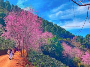 Mộng Đào Nguyên Ở Đâu Đà Lạt